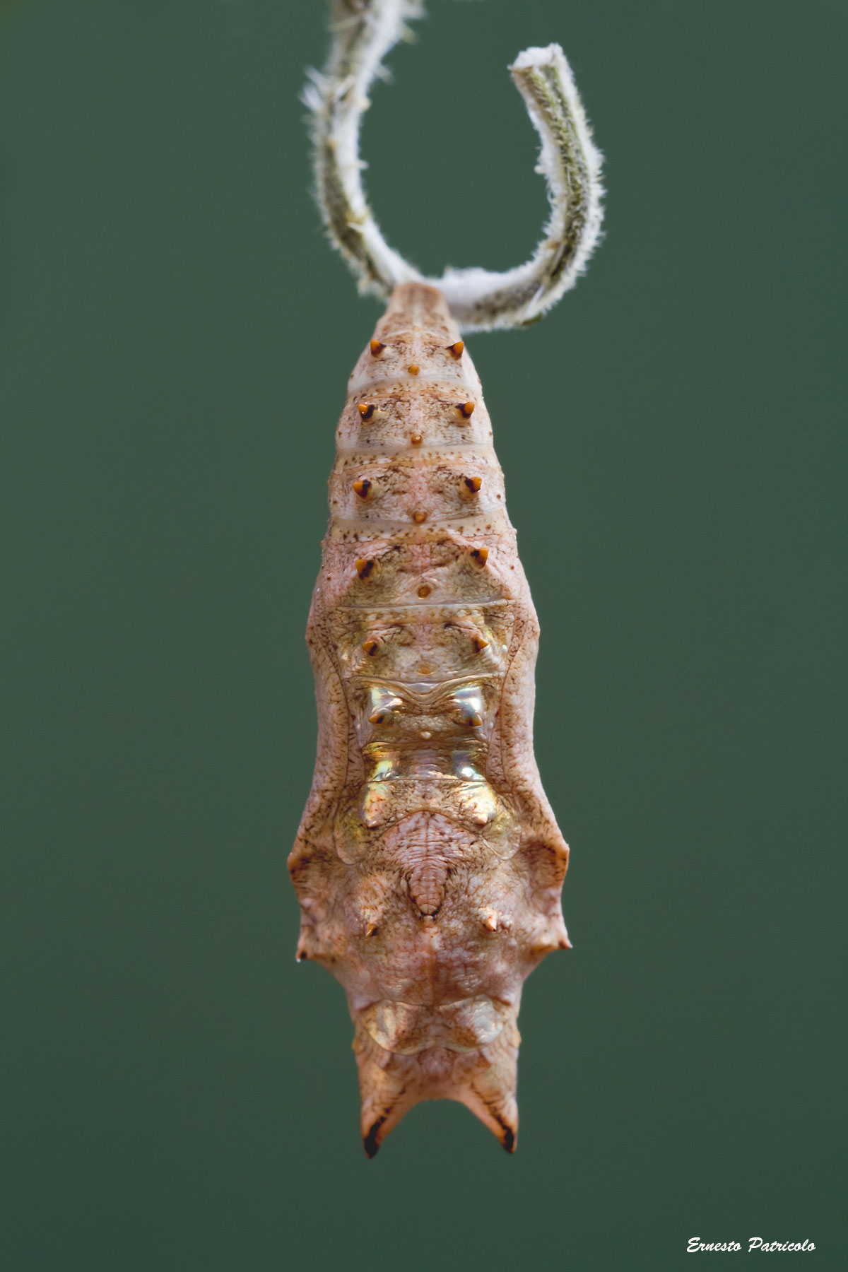 pupa da identificare